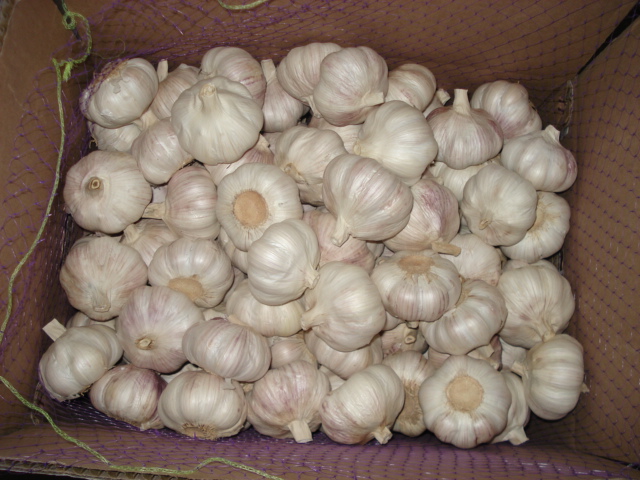 Normal White Garlic