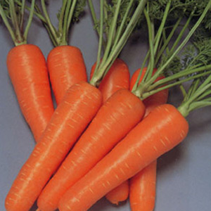 Fresh Carrot