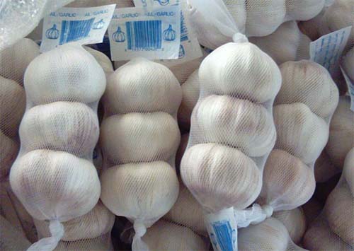 Normal White Garlic